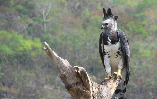 Boca da Onça Ecotour: conheça a riqueza de uma região com 340 espécies de aves, incluindo a rara harpia