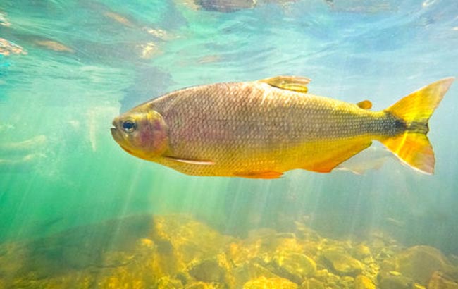 Boca da Onça Ecotour: conheça a riqueza de uma região com 50 espécies de peixes e águas cristalinas Boca da Onça Ecotour: conheça a riqueza de uma região com 50 espécies de peixes e águas cristalinas